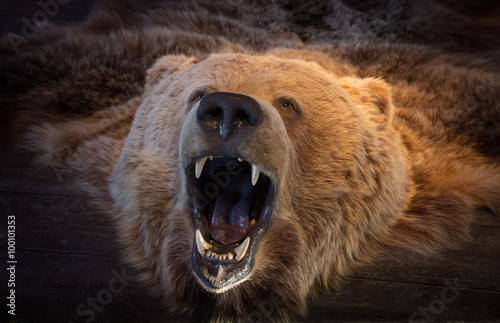 Head of brown bear bearskin