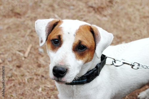 Dog breed Jack Russell terrier