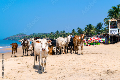 Wild cows on Goa beach in Anjuna India. Sacred animal