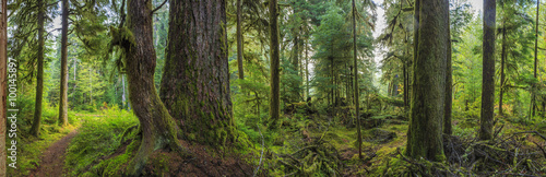 Hoh Rainforest, Olympic National Park, Washington state, USA