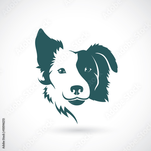 Border Collie dog 