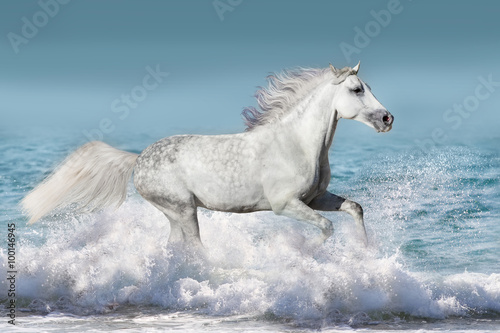 White stallion run gallop in waves in the ocean