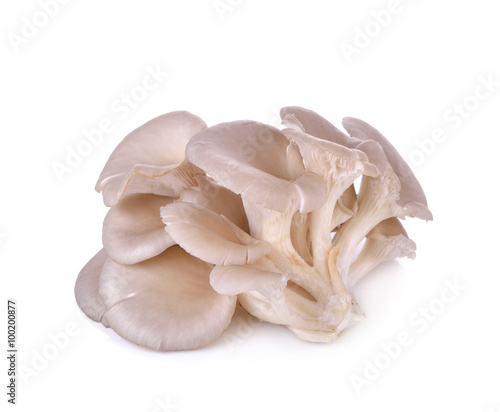  oyster mushrooms on white background