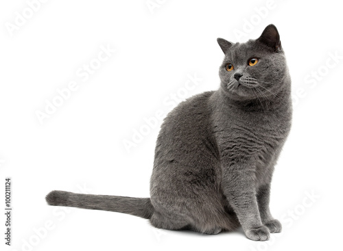 gray cat sits on a white background