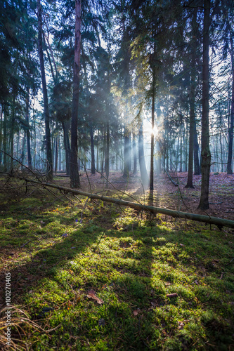 Promienie porannego słońca w lesie