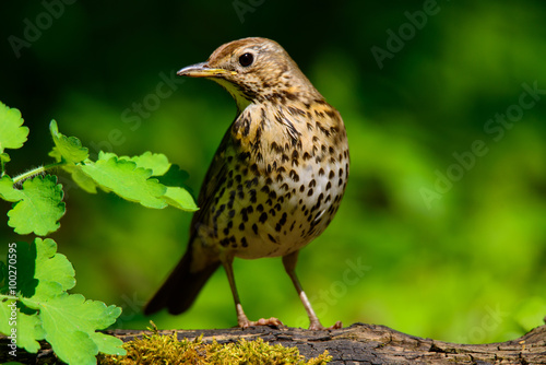 Song Thrush walking on a green background.