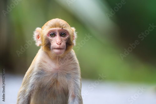 Portrait of a Baby Rhesus macaque monkey (Macaca mulatta)