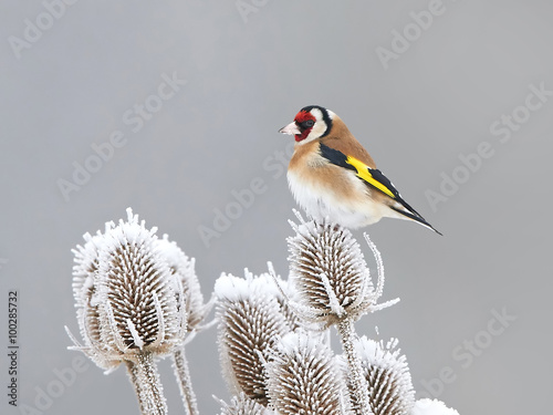 European Goldfinch (Carduelis carduelis)