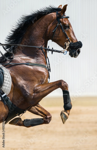 Portrait of a jumping horse in a hackamore