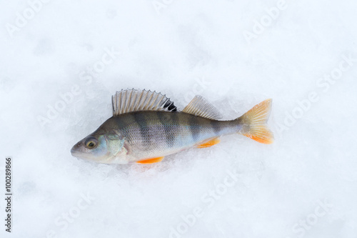 fish perch closeup lying on snow