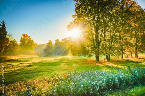 ray of sunshine through the tree