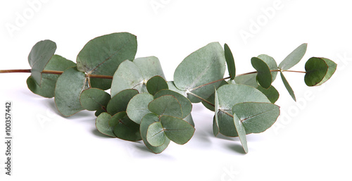 Feuilles d'eucalyptus gunnii