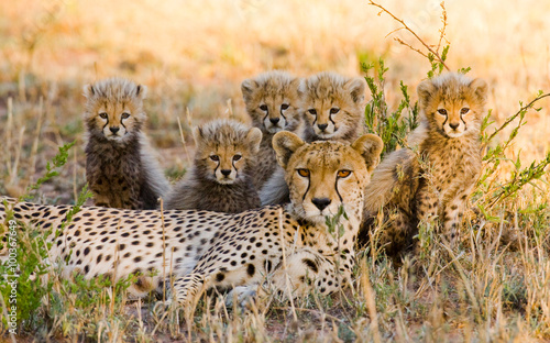 Mother cheetah and her cubs in the savannah. Kenya. Tanzania. Africa. National Park. Serengeti. Maasai Mara. 