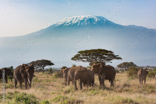 Plains of Africa at Mt. Kilimanjaro