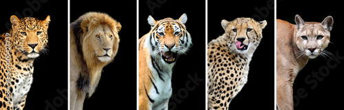 Five big wild cats