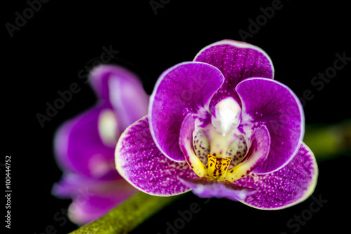 Phalaenopsis Orchidee mit Blüten