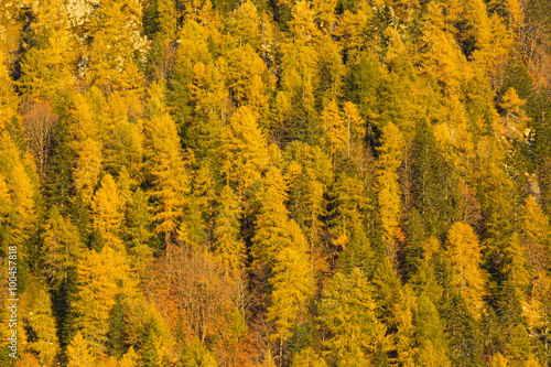 Larch forest in autumn, Adamello Brenta Natural Park, Italy