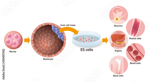 embryonic stem cell (ES cell) and regenerative medicine, vector illustration