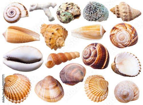 set of various mollusc shells isolated on white