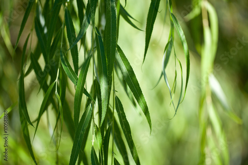 weeping willow background