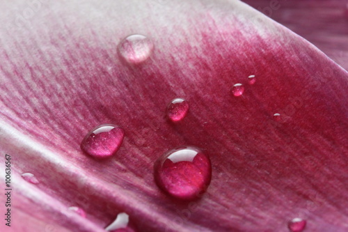 Krople wody na płatku tulipana