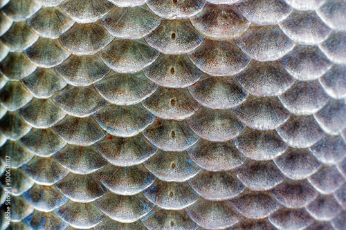 Scales of fish