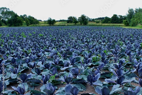 Landscape with red cabbage field, Samsø, Samsoe, Denmark ( Brassicaceae, Brassica, B. oleracea )