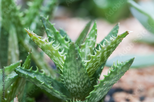 Small Aloe vera plant