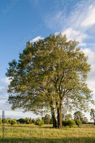 Samotne okazałe drzewo olsza (Alnus) rosnące na łące