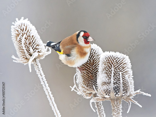 European Goldfinch (Carduelis carduelis)