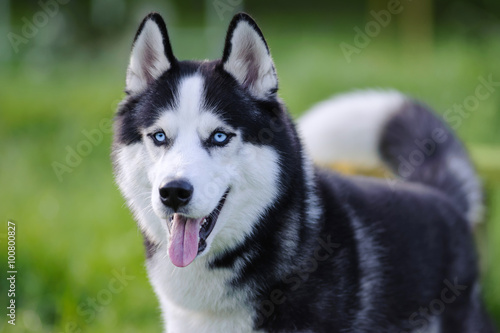 siberian husky