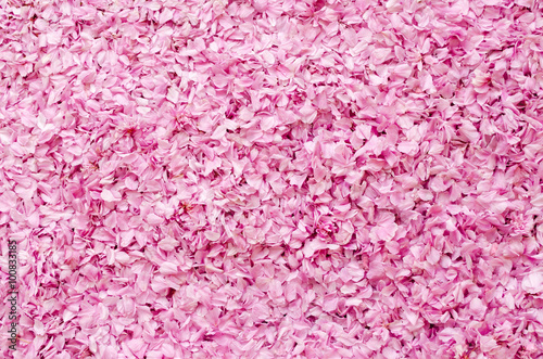 cherry blossom carpet