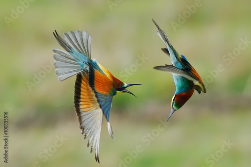 european bee-eater (Merops Apiaster) outdoor