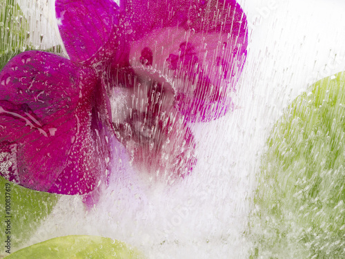 organic abstraction with flower and water