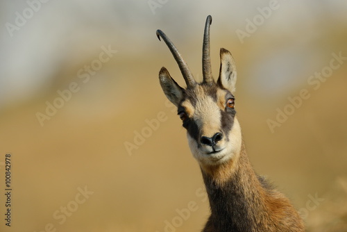 chamois (rupicapra rupicapra)