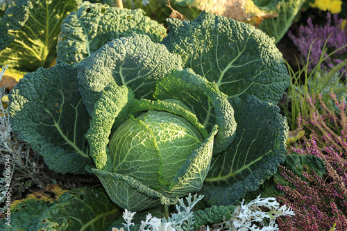 Wirsing, Brassica oleracea convar. capitata var. sabauda