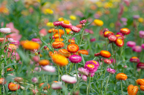 Helichrysum bracteatum blooming in garden