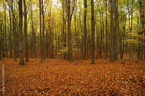 las bukowy jesienią
