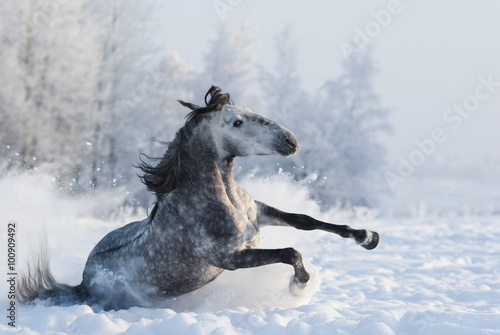 Grey purebred Spanish horse sliding on snow