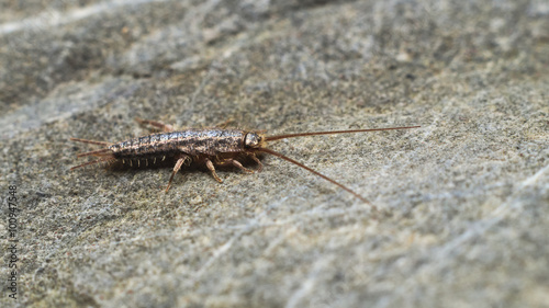 Silverfish exploring on a rock 