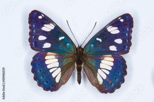  Southern White Admiral, Limenitis reducta butterfly