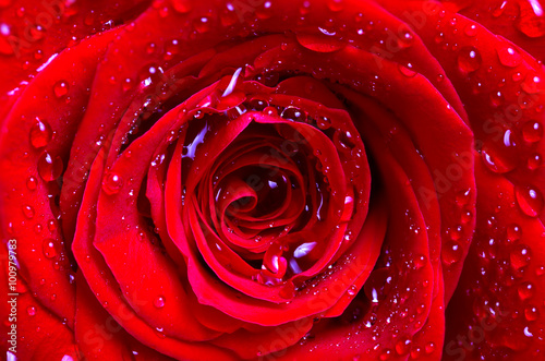 The middle of a red rose with water drops on petals