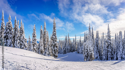 Winter landscape on the mountains with snow covered trees and ski runs on a nice winter day under beautiful skies at the village of Sun Peaks in the Shuswap Highlands of central British Columbia