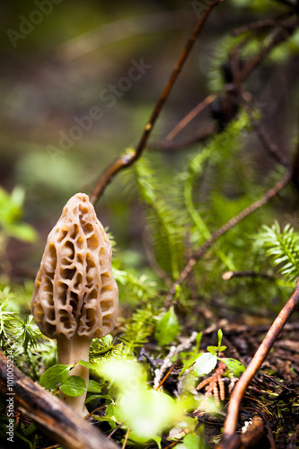 Small Morel Mushroom Growing