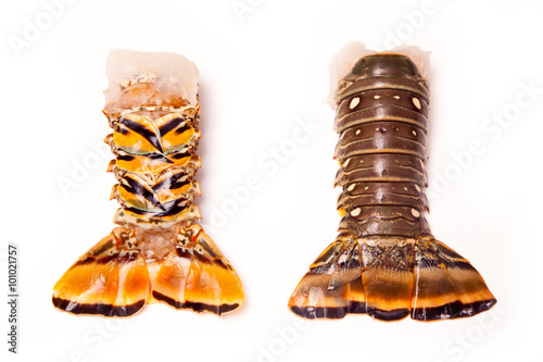 Raw Caribbean rock lobster tails isolated on a white studio back