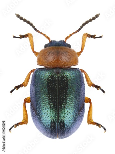 Beetle Smaragdina salicina