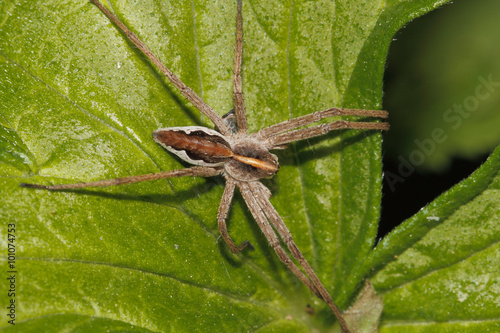 Nursery web spider (Pisaura mirabilis)