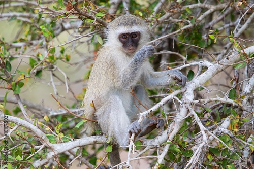 vervet monkey at kruger