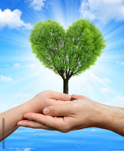 Child and male hands holding a tree in the shape of heart