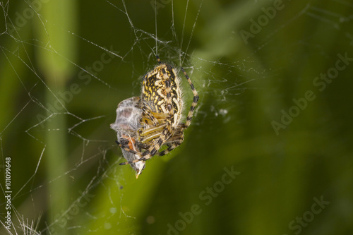 Orb-weaver spider (Araneus) 